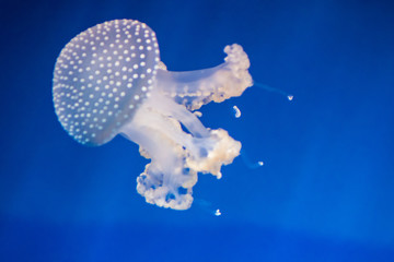 jellyfish in aquarium