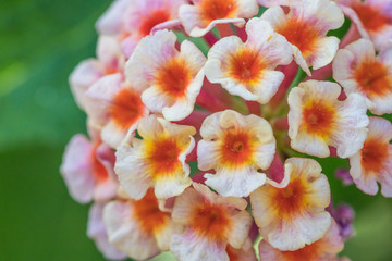 Fiore macro
