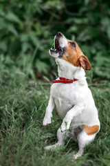 Portrait of heatedly barking small white and red dog jack russel terrier standing on its hind paws and looking up outside on green grass blurred background