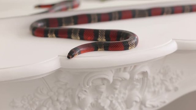 Close-up of a black-and-red snake lies on a white vintage table. South American coral snake. Serpens. Reptiles. Snake.