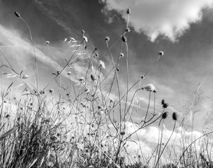 Grasses and Flowers 2