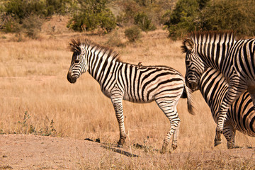 Young Burchell’s Zebra foal standing alert from a raised vantage point