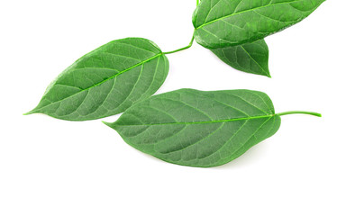 Gumnema inodorum (Lour.) Decne., Drug treatment for diabetes