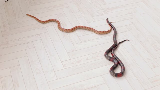 Two snakes crawl on the white wooden floor. Sinaloan milk snake.