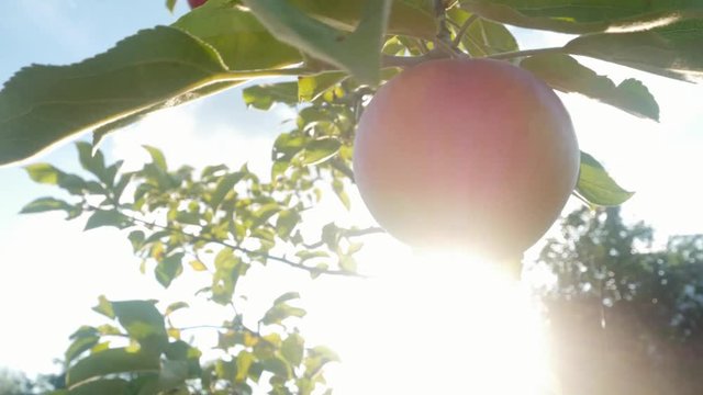 apple hanging on a branch, tree, heavenly, paradise, rays of the sun