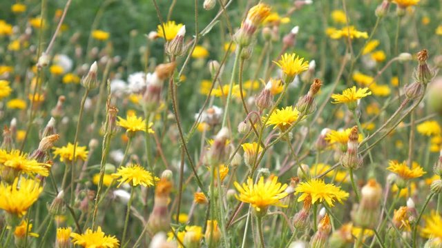 Beautiful field with yellow wildflowers. Plants are moving in the wind. shallow depth of field.