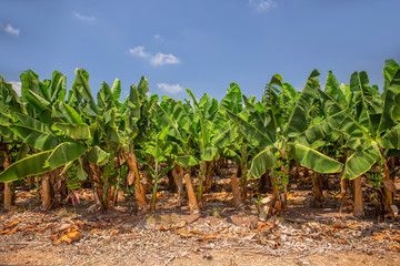 Banana plantations on an exotic island