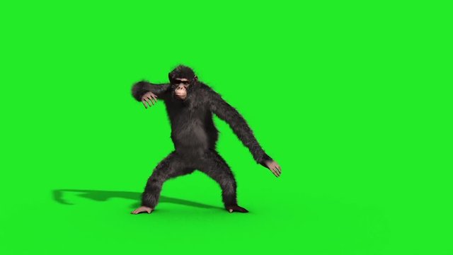 Chimpanzee House Dance Dancer Green Screen 3D Rendering Animation Animals