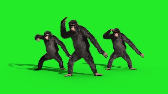 Group Chimpanzee House Dance Dancer Green Screen 3D Rendering Animation Animals
