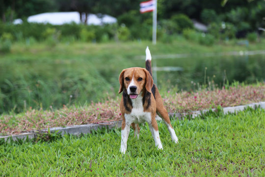 Beagle dog playing on the green grass.