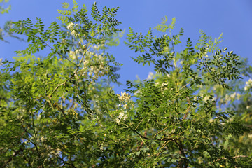 Fototapeta na wymiar Moringa tree growing well in the warm climate.