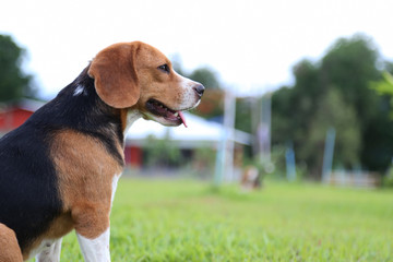 Portrait of beagle dog outdoor.