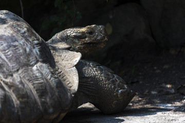 Obraz premium Big ground tortoise portrait