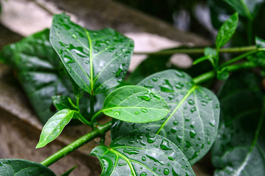 Gumnema inodorum (Lour.) Decne., Drug treatment for diabetes