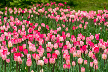 Field with with pink and red tulips