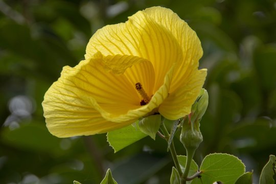 Hibiscus flower was born in the forest.