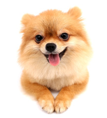 Pomeranian with white backdrop in studio