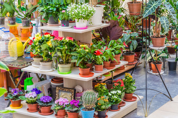 Showcase with different and beautiful colors in the store