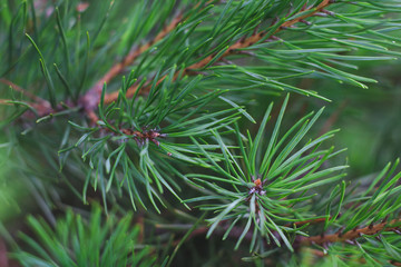 Naklejka na ściany i meble Green branches of pine on a background of greenery close-up