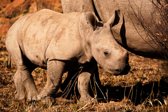 White Rhinoceros calf keeping close to its mother 