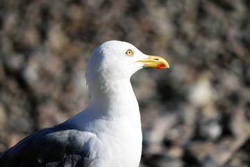 Seagull at the beach
