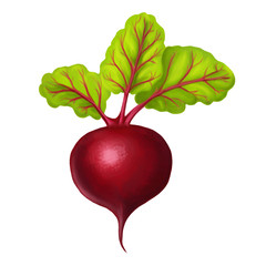 illustration with realistic beet on a white background isolated