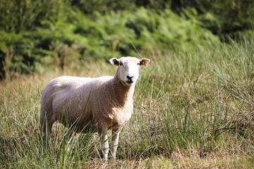 Obraz premium Sheep in a field