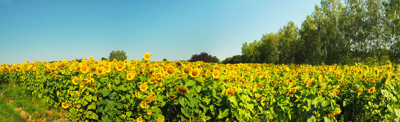 Sonnenblumenfeld - Panorama