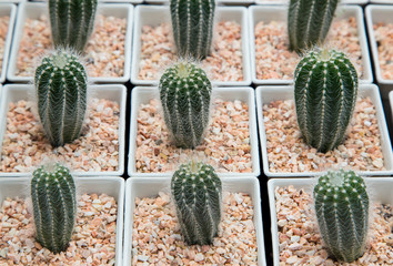 mini cactus plant in white pot