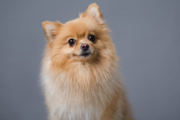 Pomeranian dog 