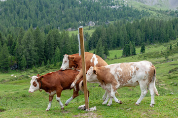 Fototapeta na wymiar A group of Red-White Swiss Cows engaged in Mating behavior the Italian Dolomites, near Giau Pass, on a summer afternoon.