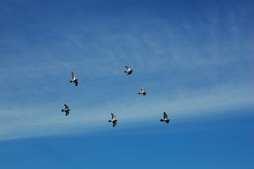 Pigeons