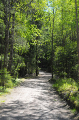 Forest road