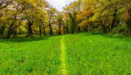 Landschaft Wanderweg durch grüne Wiese im Frühling - Landscape hiking trail through green meadow...