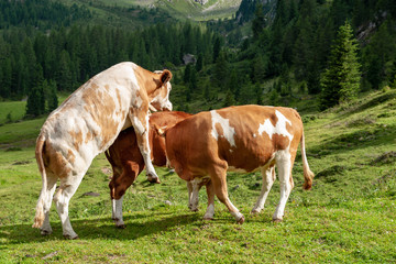 Fototapeta na wymiar A group of Red-White Swiss Cows engaged in Mating behavior the Italian Dolomites, near Giau Pass, on a summer afternoon.