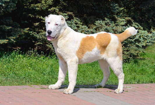 Central Asian Shepherd Dog looks in camera. 