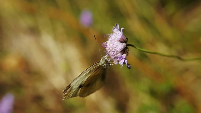 un papillon butine une fleur et s'envole