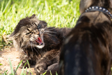 A domestic cat snarling at another cat, telling him to leave her alone and let her enjoy her nap in...