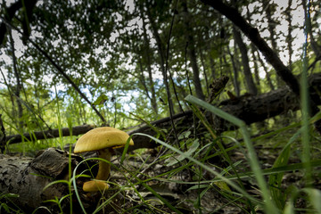 Mushrooms in the grass