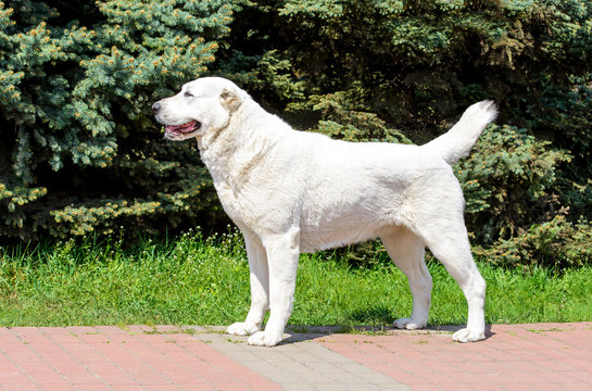 Central Asian Shepherd Dog stands in profile. Central Asian Shepherd Dog stands in the city park.