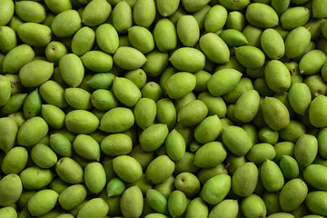 Olives, local plants in tropical jungle, South East Asia, Thai herbs, Sour herbs, green fruits, sour fruits. Suitable for fermented or chilled to eat as a snack.