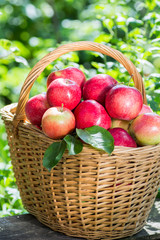 A lot of red appetizing apples in a wicker basket