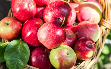 A lot of red appetizing apples in a wicker basket