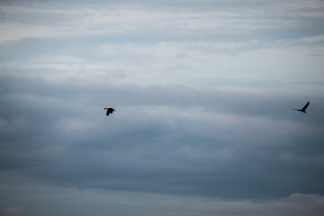 Obraz premium Birds