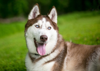 Fototapeta premium A Red Siberian Husky dog outdoors