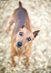 A red Miniature Pinscher dog with cropped ears and a docked tail, listening with a head tilt