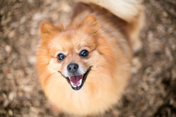 A red Pomeranian dog with a happy expression