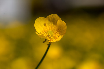 Buttercups in a Field