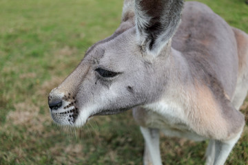 Kangaroo Face