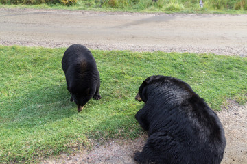 American Black Bear in a forest of Canada